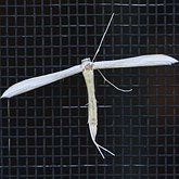 Owady - Ćmy, pozostałe