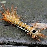 Owady - Ćmy, pozostałe