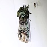 Coelodasys unicornis