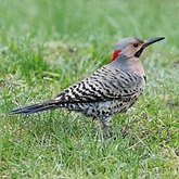 Colaptes auratus auratus