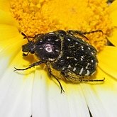 Insectes - Coléoptères
