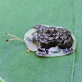 Insectes - Col&#233;opt&#232;res