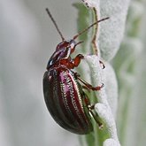 Insectes - Coléoptères