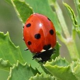 Insectes - Coléoptères