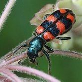 Insectes - Col&#233;opt&#232;res