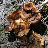 Coltricia perennis