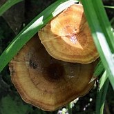 Coltricia perennis