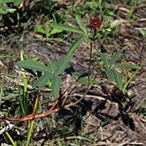 Comarum palustre