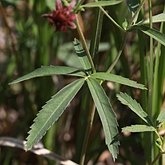 Comarum palustre