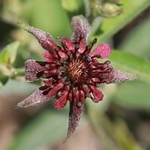 Comarum palustre