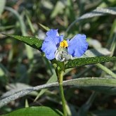 Angiosperms Monocots - Commelinales
