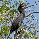 Oiseaux Non Passeriformes - Cormorans, fous et alli&#233;s