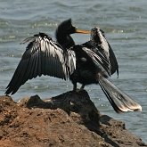 Oiseaux Non Passeriformes - Cormorans, fous et alli&#233;s