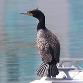 Oiseaux Non Passeriformes - Cormorans, fous et alli&#233;s