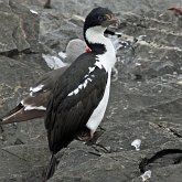 Oiseaux Non Passeriformes - Cormorans, fous et alli&#233;s