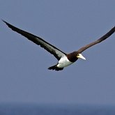 Oiseaux Non Passeriformes - Cormorans, fous et alliés