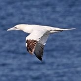 Birds Non Passeriformes - Cormorants, Gannets &amp; allies