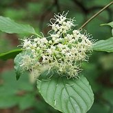 Cornus alternifolia