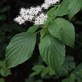 Cornus alternifolia