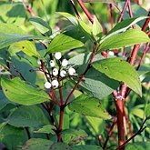 Cornus sericea