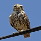 Aves Non Passeriformes - Corujas