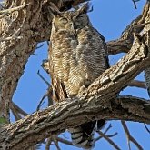 Aves Non Passeriformes - Corujas