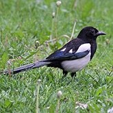 Birds Passeriformes - Corvidae (Crows, Jays)