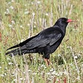 Birds Passeriformes - Corvidae (Crows, Jays)