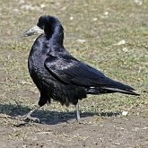 Birds Passeriformes - Corvidae (Crows, Jays)
