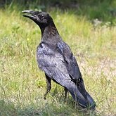 Birds Passeriformes - Corvidae (Crows, Jays)