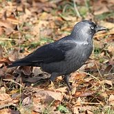 Birds Passeriformes - Corvidae (Crows, Jays)