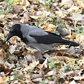 Birds Passeriformes - Corvidae (Crows, Jays)
