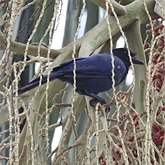 Birds Passeriformes - Corvidae (Crows, Jays)