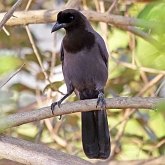 Aves Passeriformes - Corvidae (gralhas, vite-vites, juruviaras e afins)