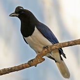 Aves Passeriformes - Corvidae (gralhas, vite-vites, juruviaras e afins)