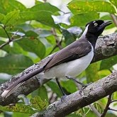 Aves Passeriformes - Corvidae (gralhas, vite-vites, juruviaras e afins)