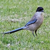 Aves Passeriformes - Corvidae (gralhas, vite-vites, juruviaras e afins)