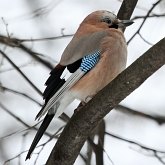 Aves Passeriformes - Corvidae (gralhas, vite-vites, juruviaras e afins)
