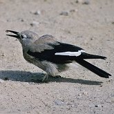 Aves Passeriformes - Corvidae (gralhas, vite-vites, juruviaras e afins)