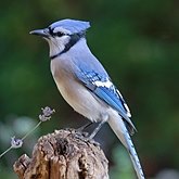 Aves Passeriformes - Corvidae (gralhas, vite-vites, juruviaras e afins)