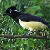 Ptaki Passeriformes - Corvidae (krukowate)