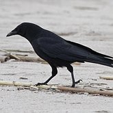 Ptaki Passeriformes - Corvidae (krukowate)