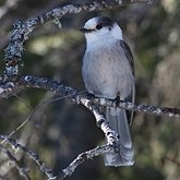 Ptaki Passeriformes - Corvidae (krukowate)