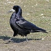 Oiseaux Passeriformes - Corvid&#233;s
