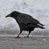 Corvus brachyrhynchos