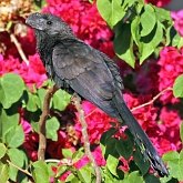 Oiseaux Non Passeriformes - Coucous