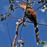 Oiseaux Non Passeriformes - Coucous