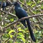 Oiseaux Non Passeriformes - Coucous