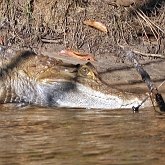 Vert&#233;br&#233;s, autres - Crocodiliens