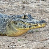 Vert&#233;br&#233;s, autres - Crocodiliens